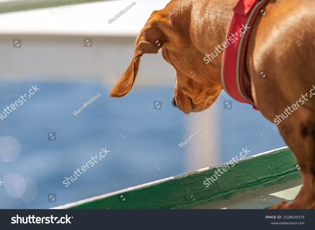 dog sitting on ferry boat deck 