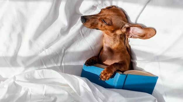 dog sleep safety precautions