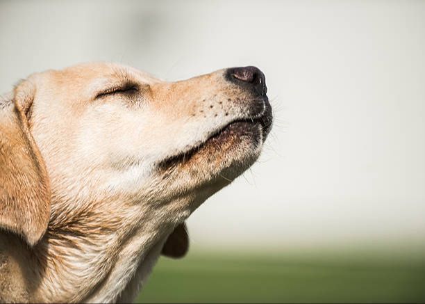 dog sniffing the air with nose close up