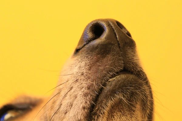 dog sniffing the air with nose in front of human face