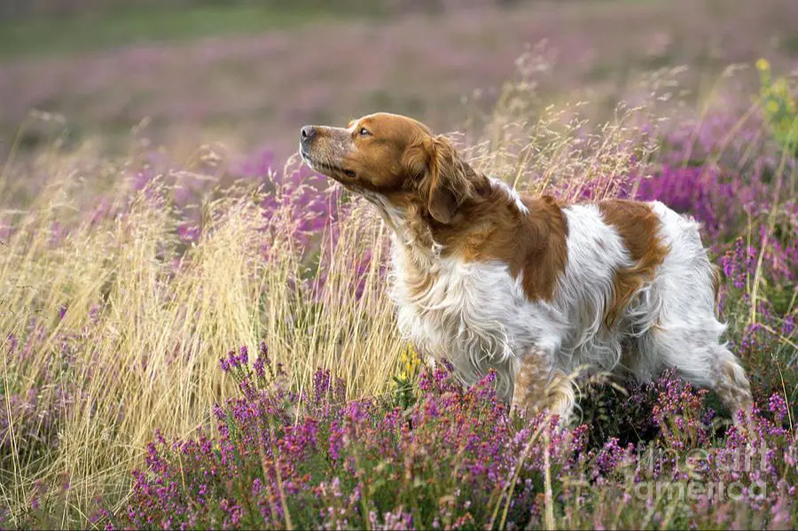 dog sniffing the air