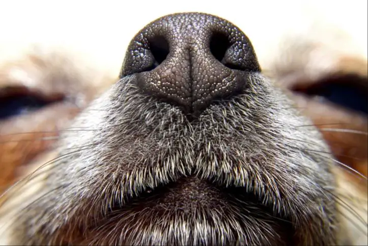 dog sniffing with wet nose