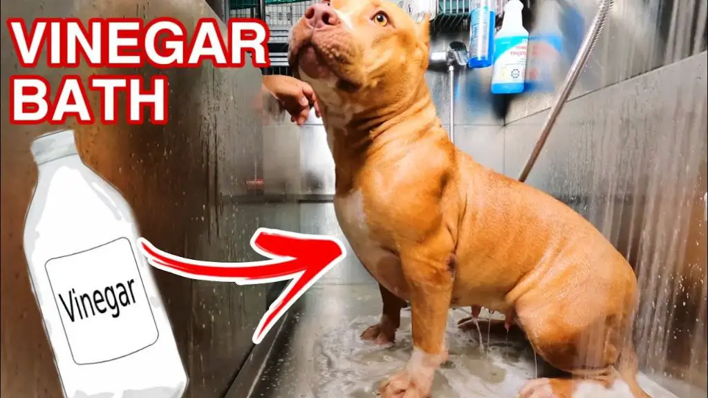 dog soaking in bath with vinegar