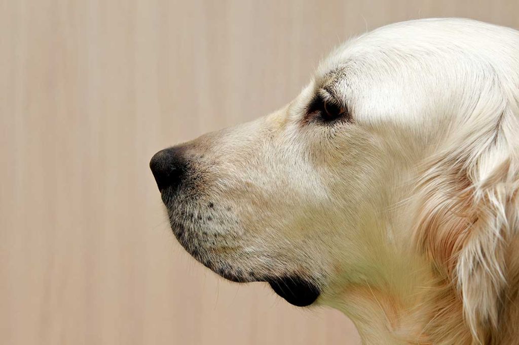 dog staring intently at a blank wall