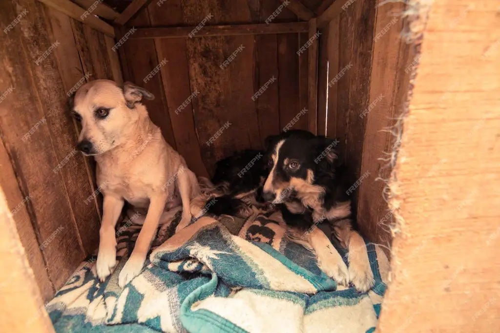 dog staying at an animal shelter waiting to be claimed or adopted