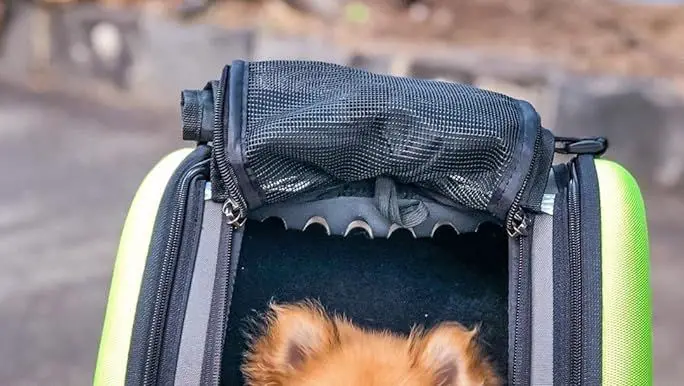 dog stroller as backpack alternative