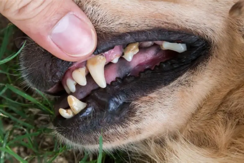 dog struggling to chew food due to damaged teeth