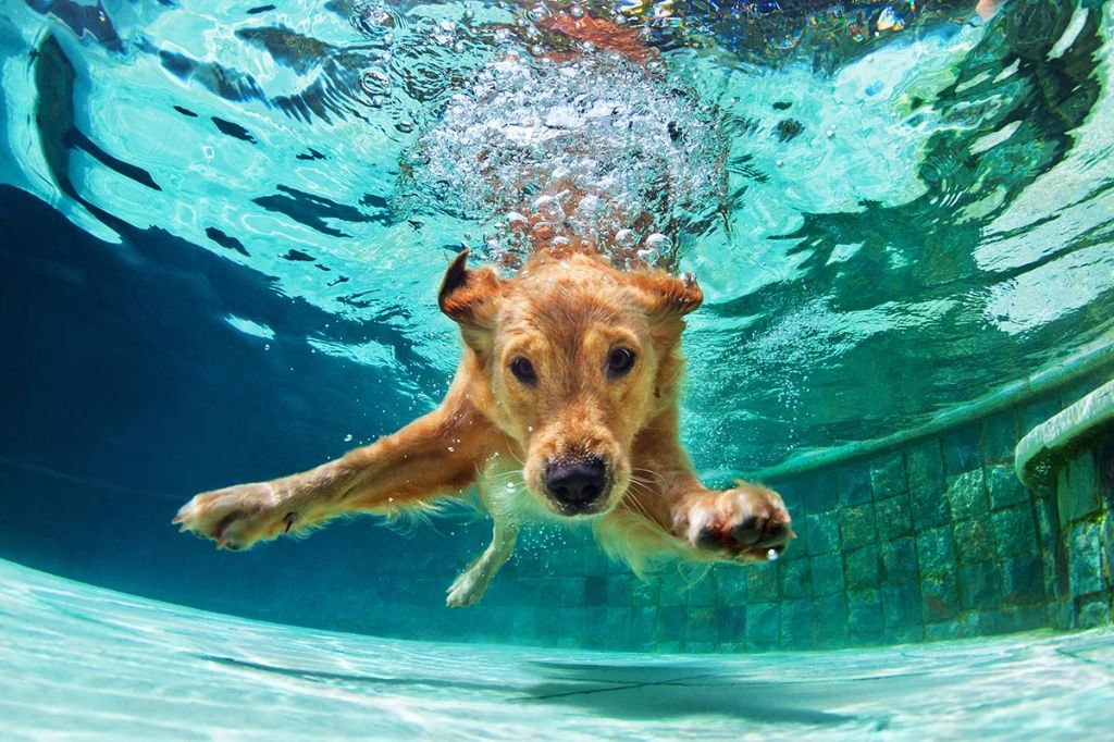 dog swimming in pool