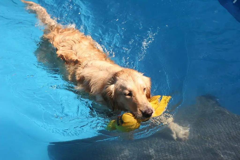 dog swimming to strengthen hind legs