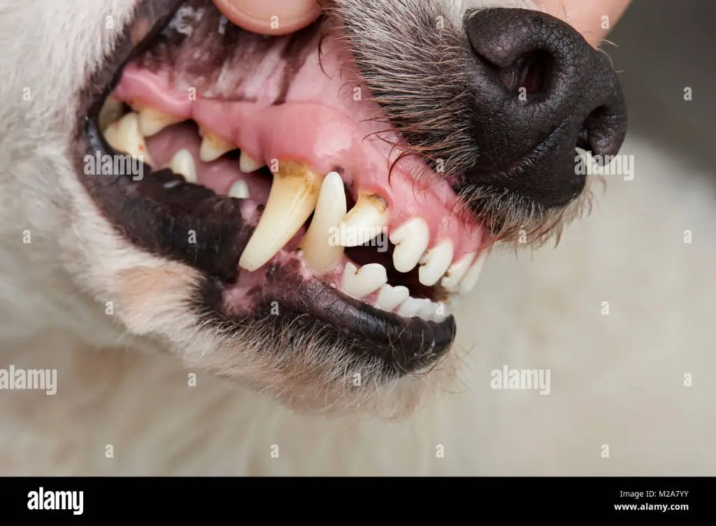 dog teeth up close