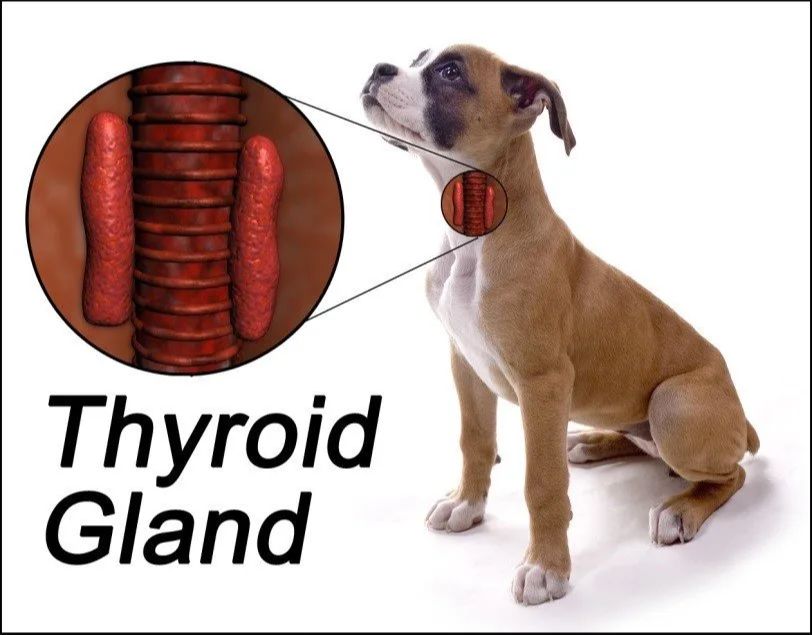 dog thyroid glands