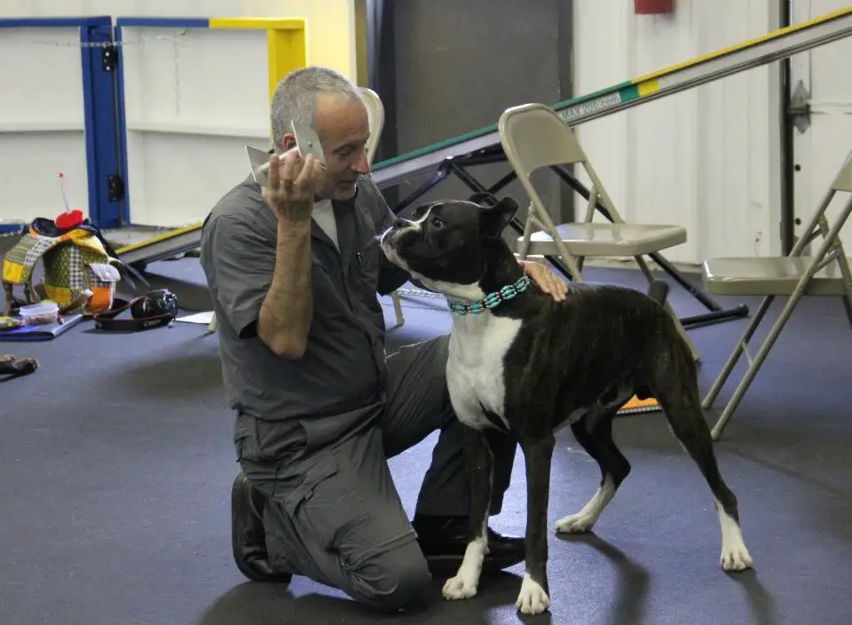 dog trainer with fighting dog