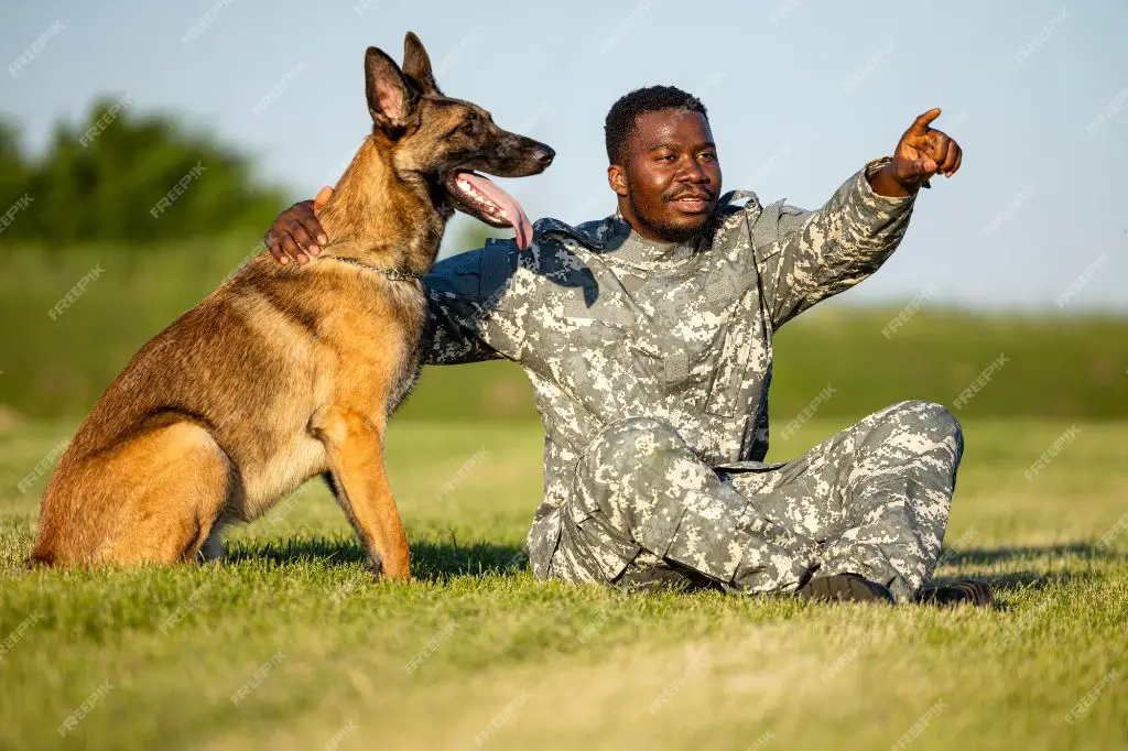 dog training commands