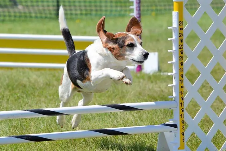 dog training on agility equipment