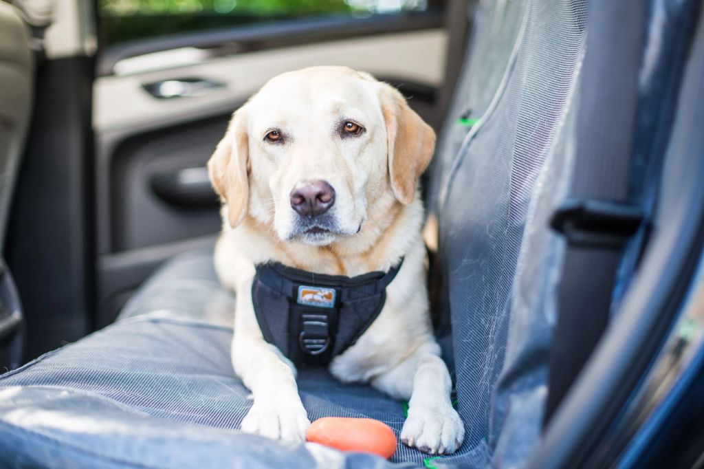 dog treats and toys in a car