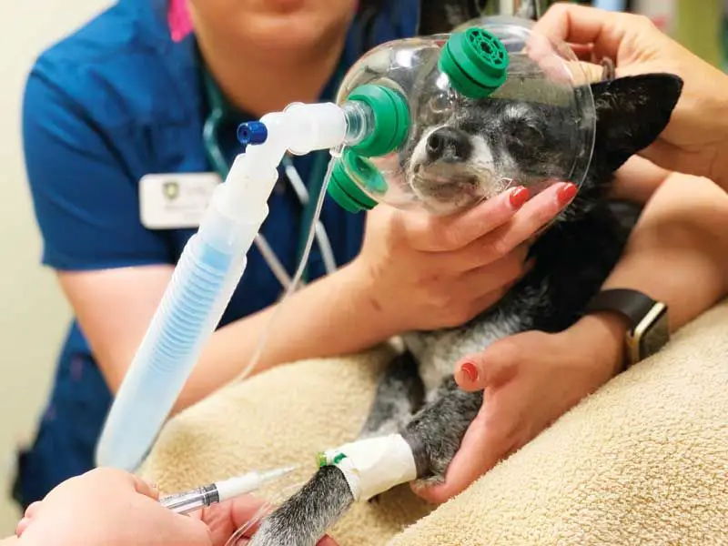 dog undergoing dental procedure