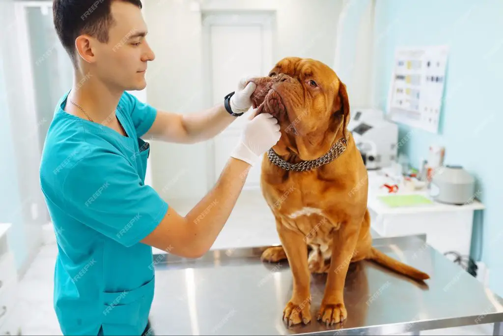 dog undergoing examination by veterinarian to assess pain levels