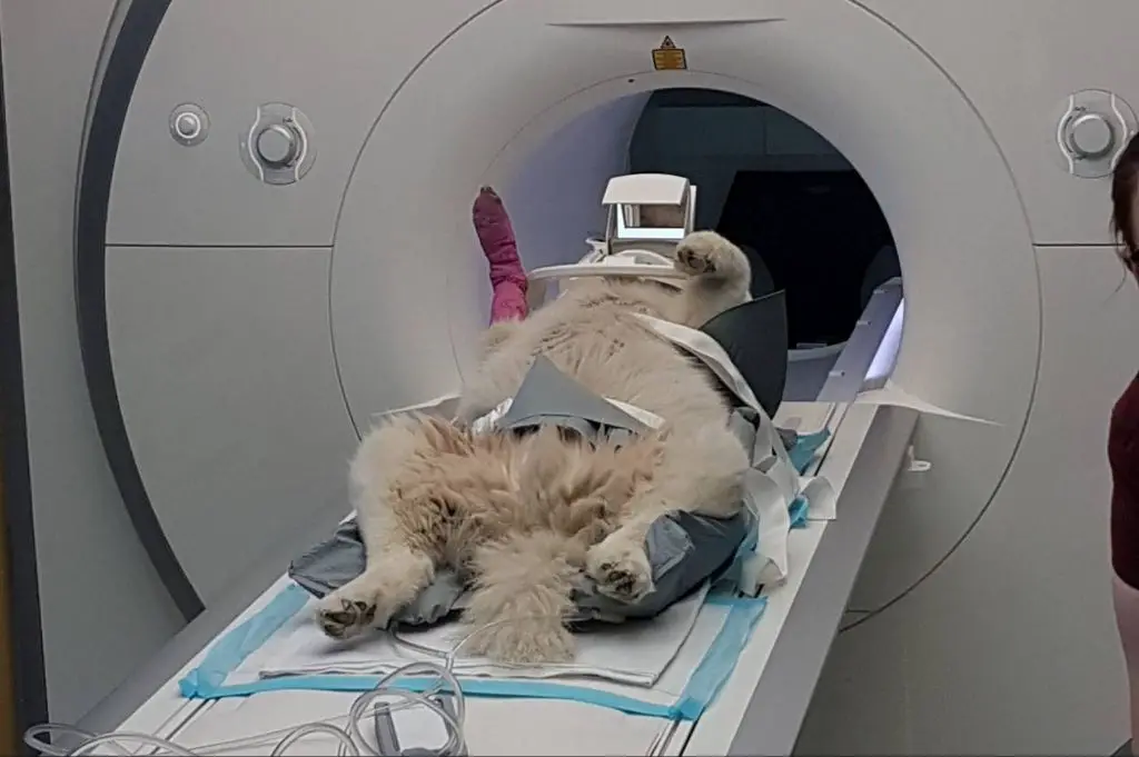 dog undergoing mri scan