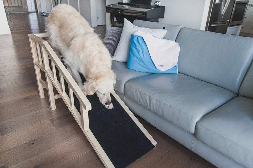 dog using a ramp to get onto furniture