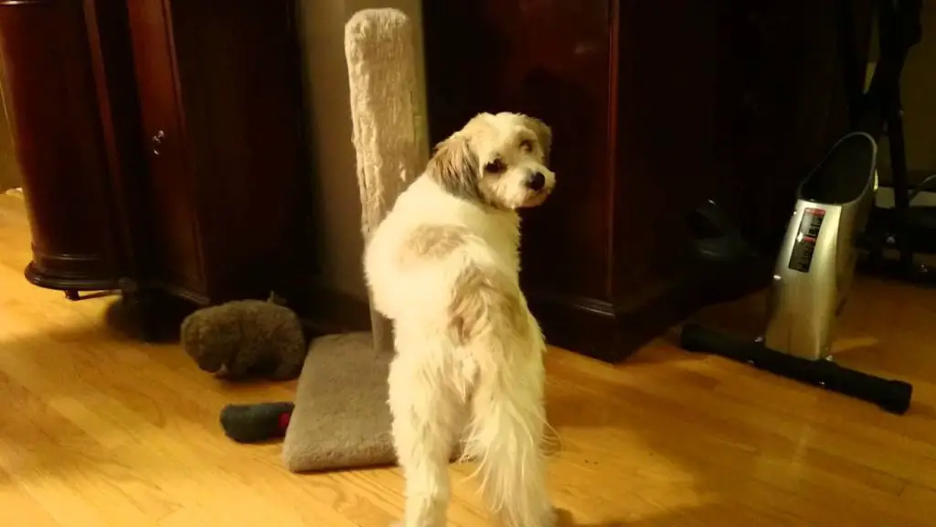 dog using scratching post