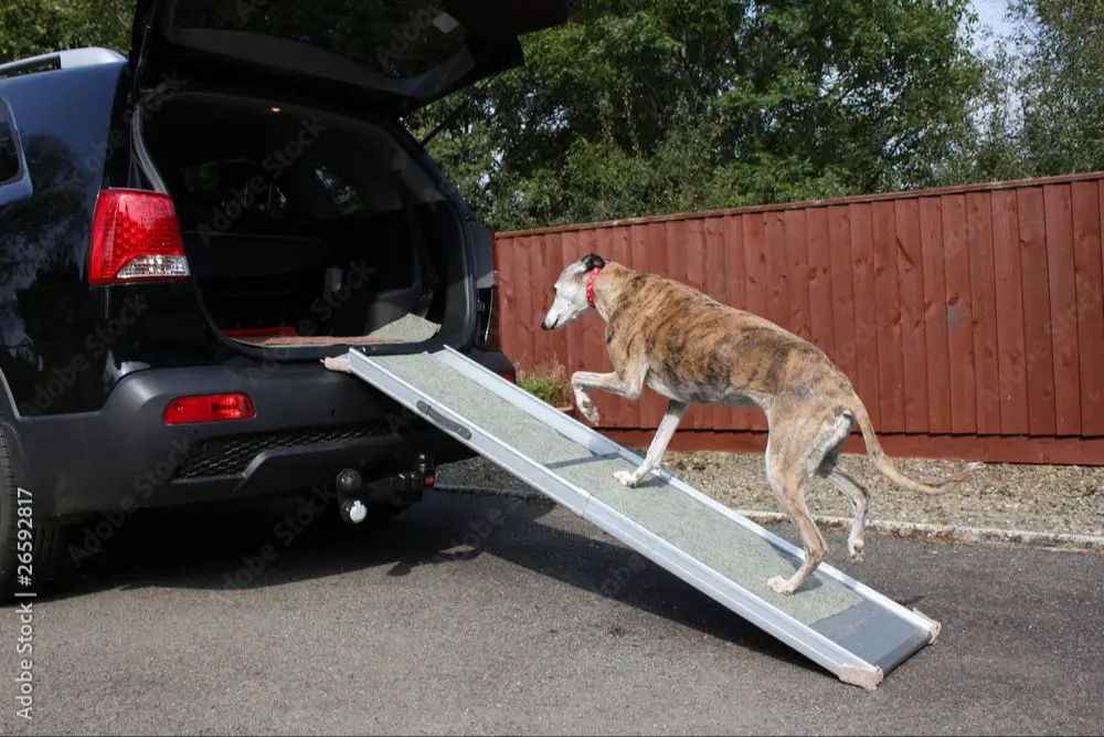 dog walking up a ramp into a car