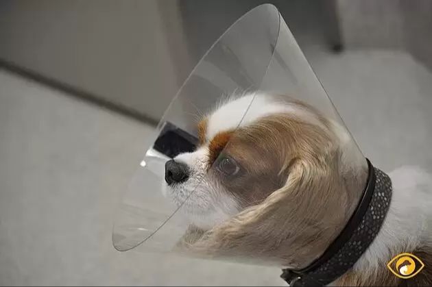 dog wearing an elizabethan collar to prevent scratching its eyes