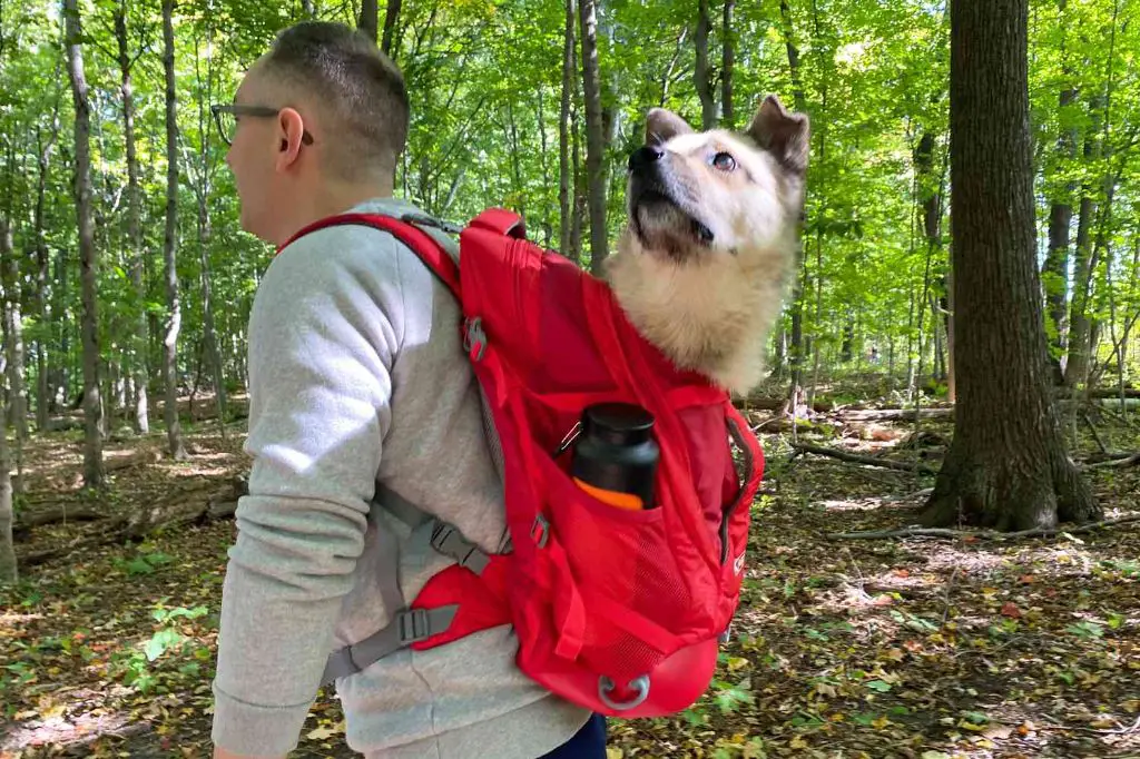 dog wearing backpack carrier while owner hikes