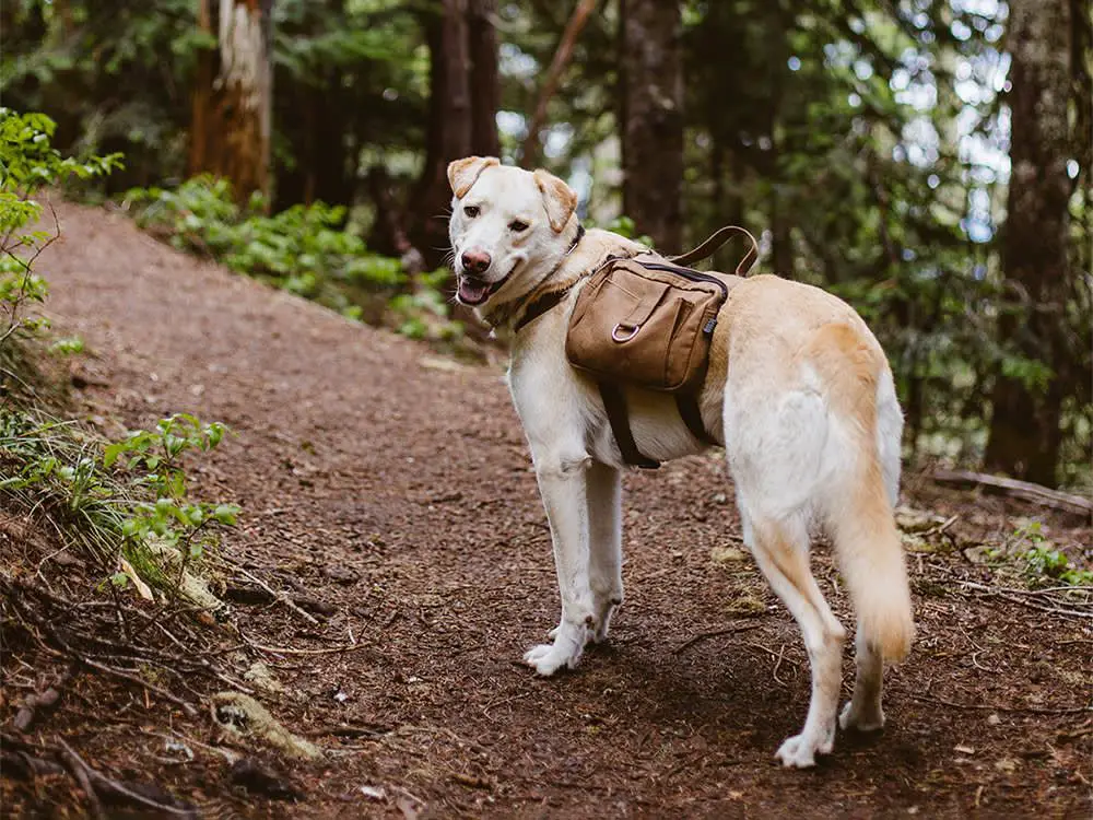 dog wearing backpack on trail