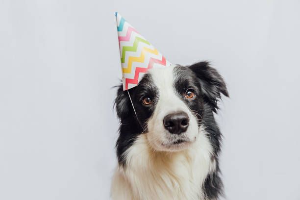 dog wearing birthday hat