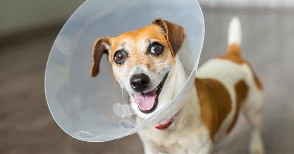 dog wearing cone collar