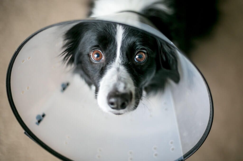 dog wearing e-collar after dental surgery