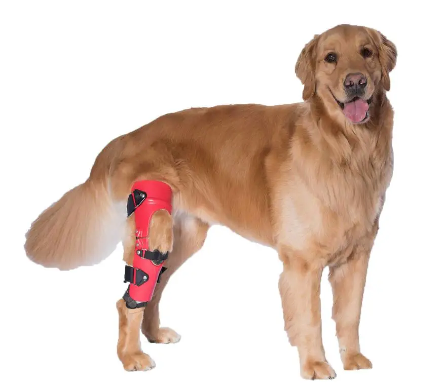 dog wearing knee brace after surgery