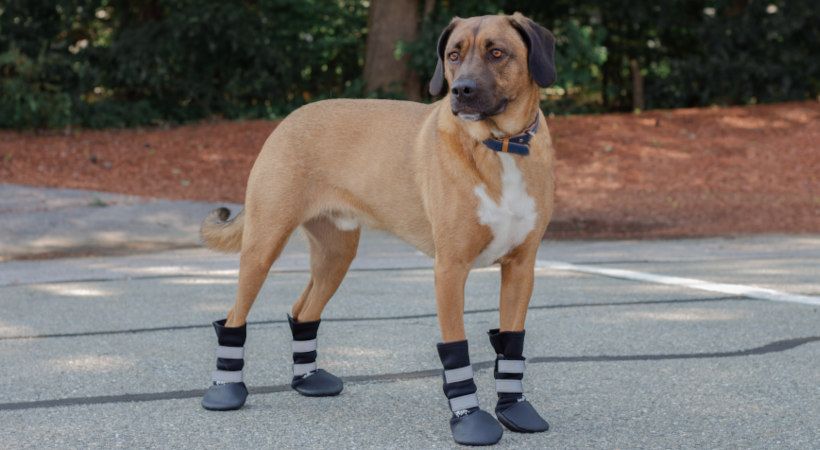 dog wearing protective booties