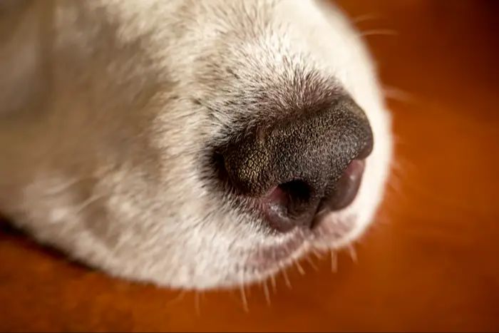 dog with a dry nose