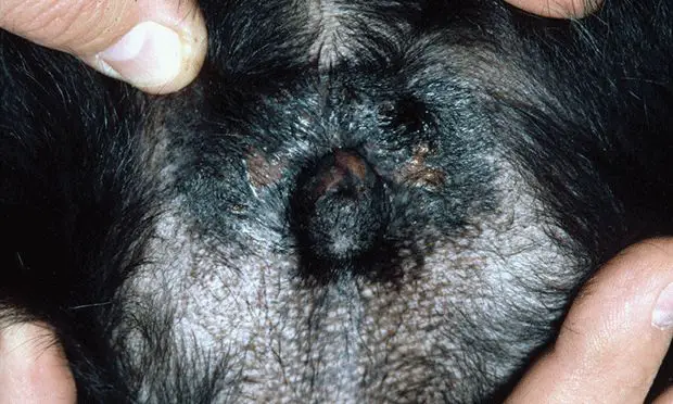 dog with a urinary tract infection