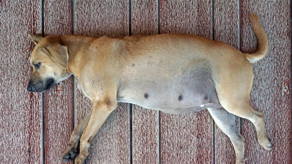 dog with an abnormally high number of nipples