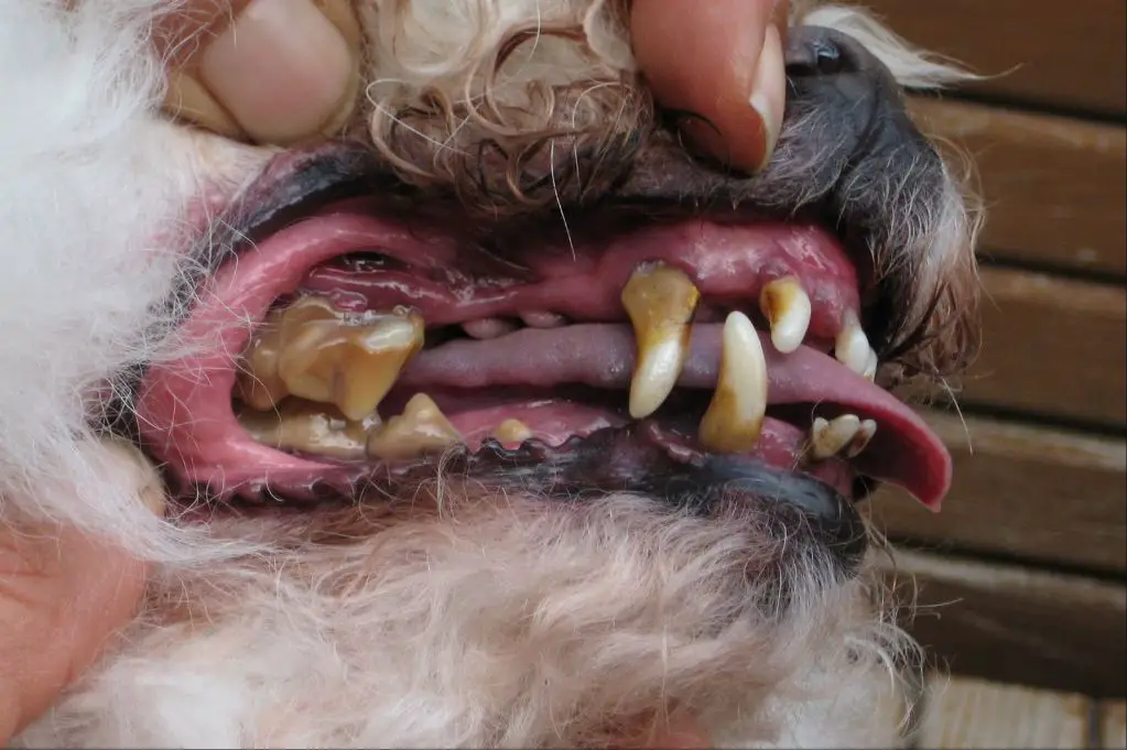 dog with bad breath due to dental disease