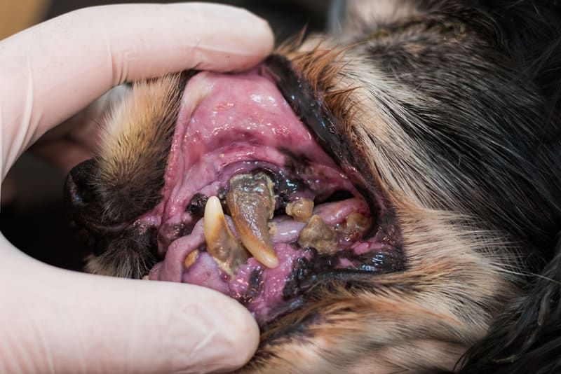 dog with bad breath due to gum disease