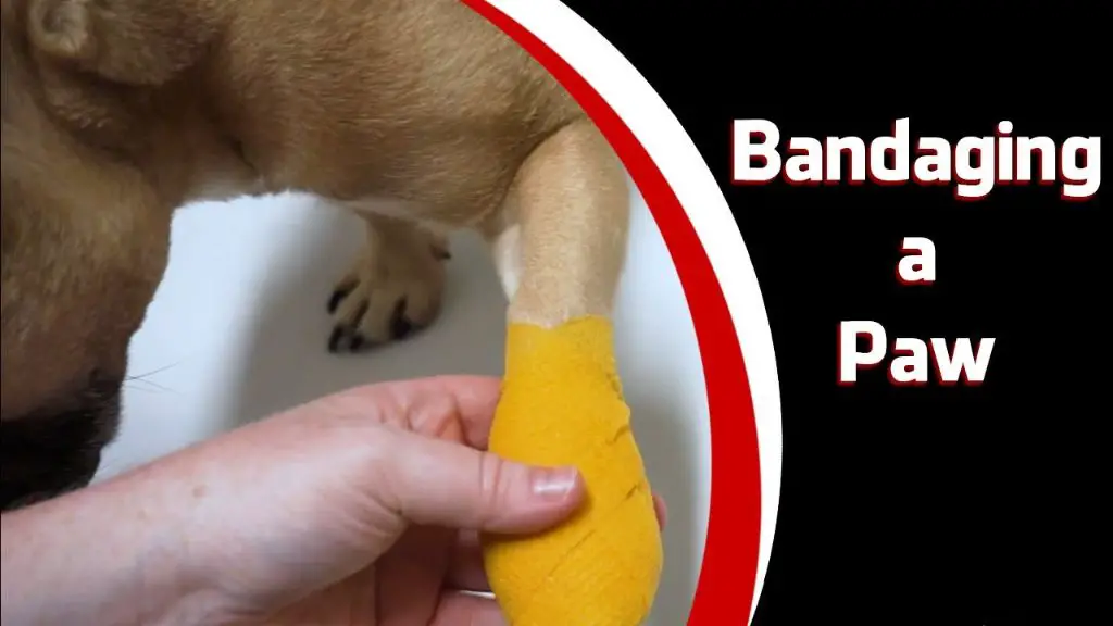 dog with bandage on paw