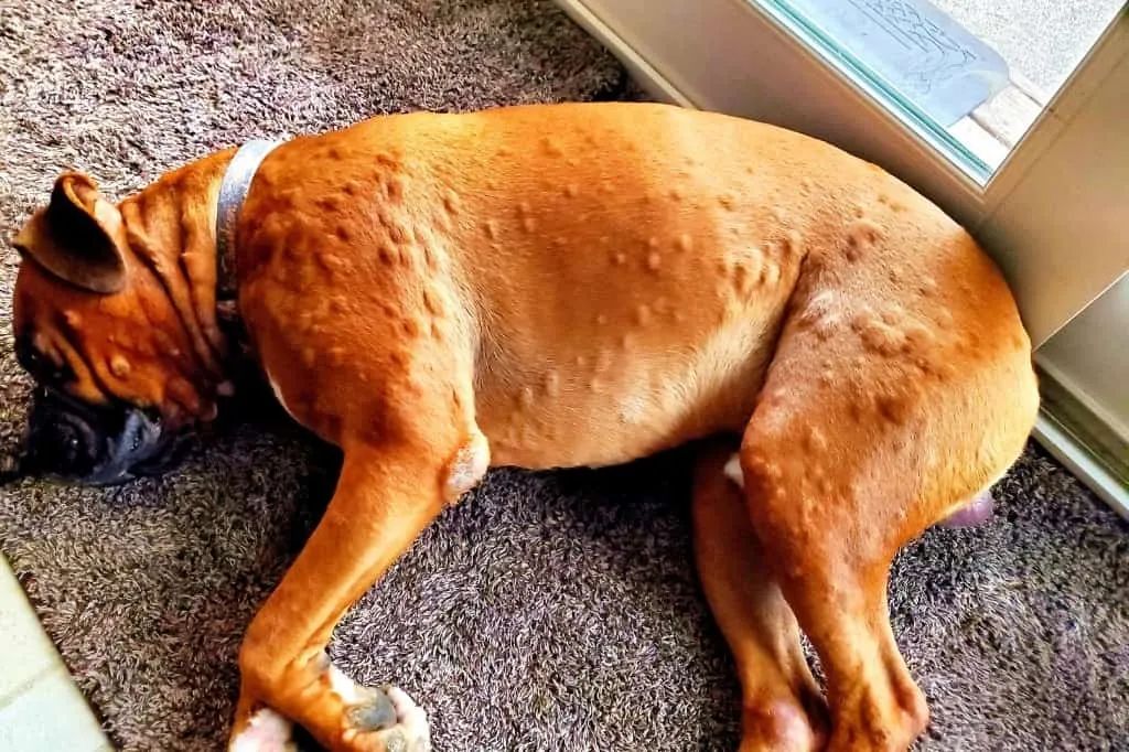 dog with chronic recurring hives