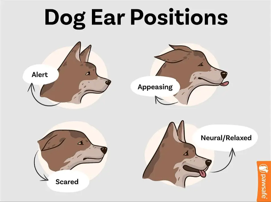 dog with ears flat against head due to loud noise