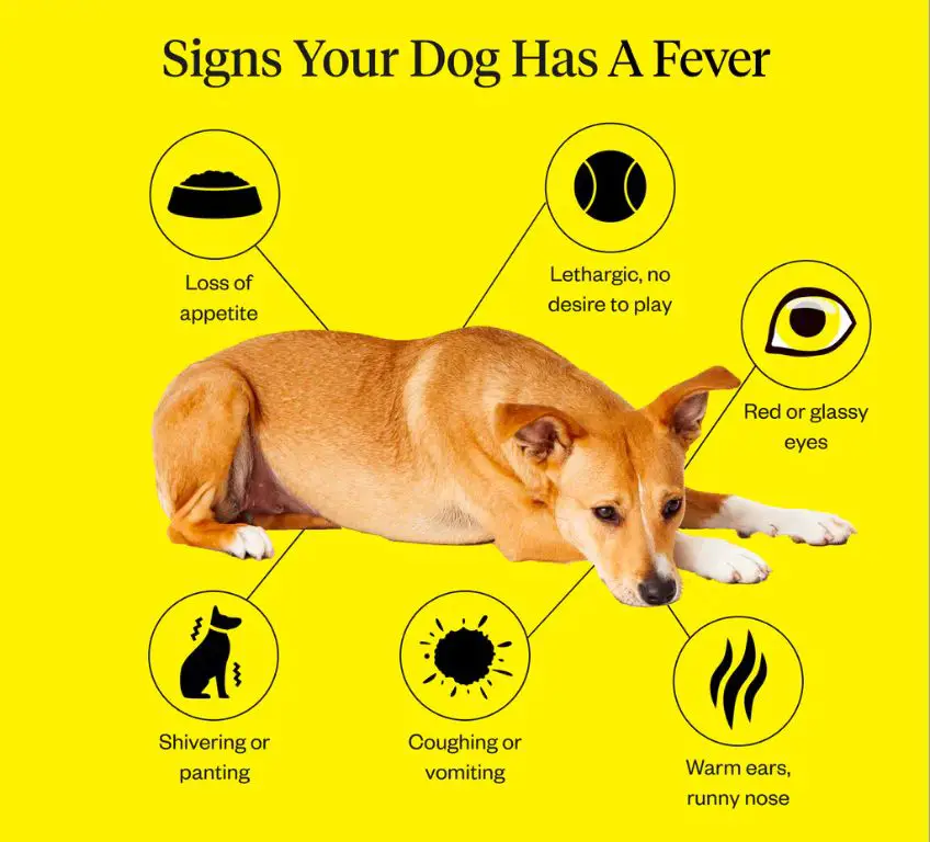 dog with fever symptoms