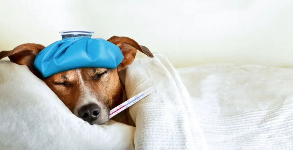 dog with fever