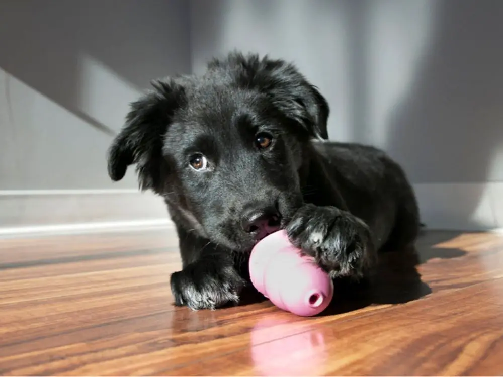 dog with frozen kong toy in crate