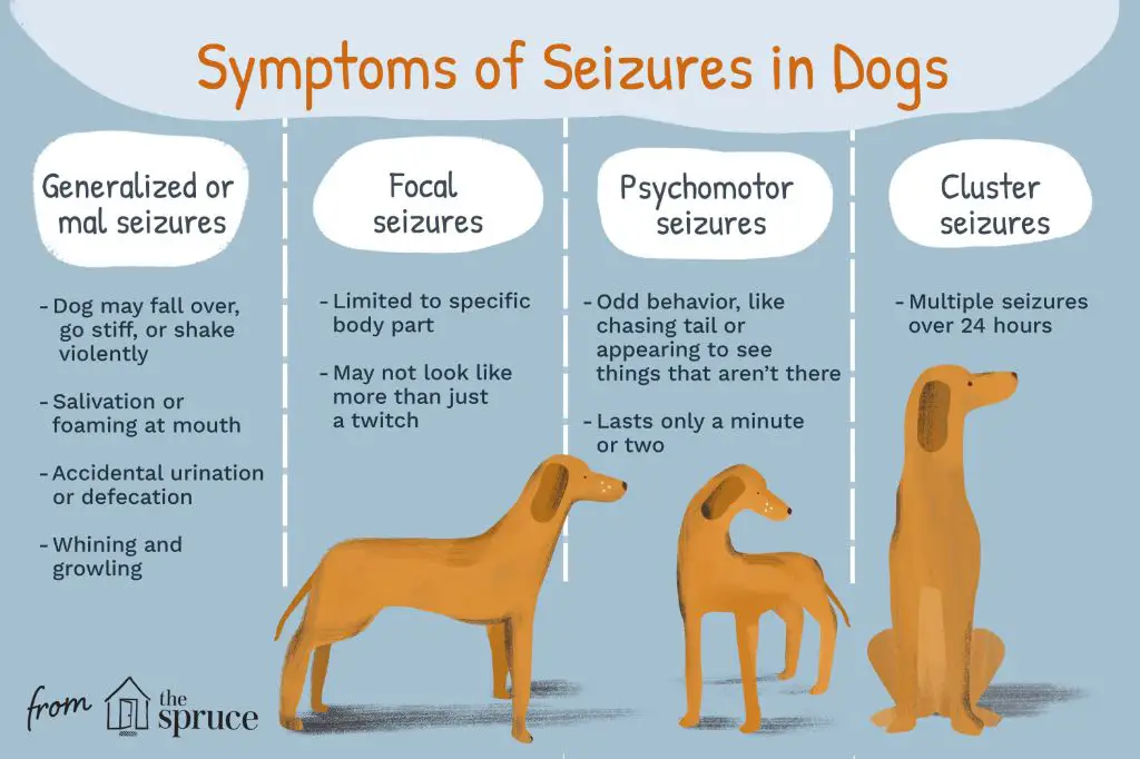 dog with health risks from seizures