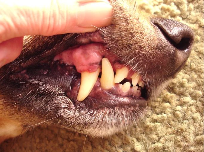 dog with healthy pink gums