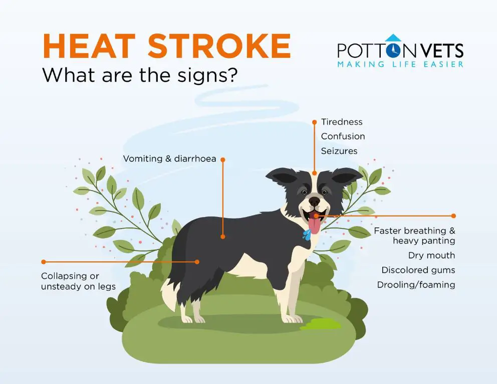 dog with heat stroke