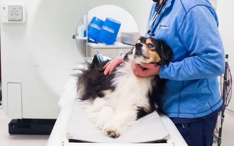 dog with idiopathic epilepsy