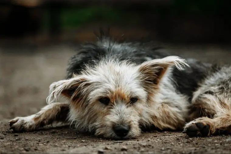 dog with increased mobility after adjustment