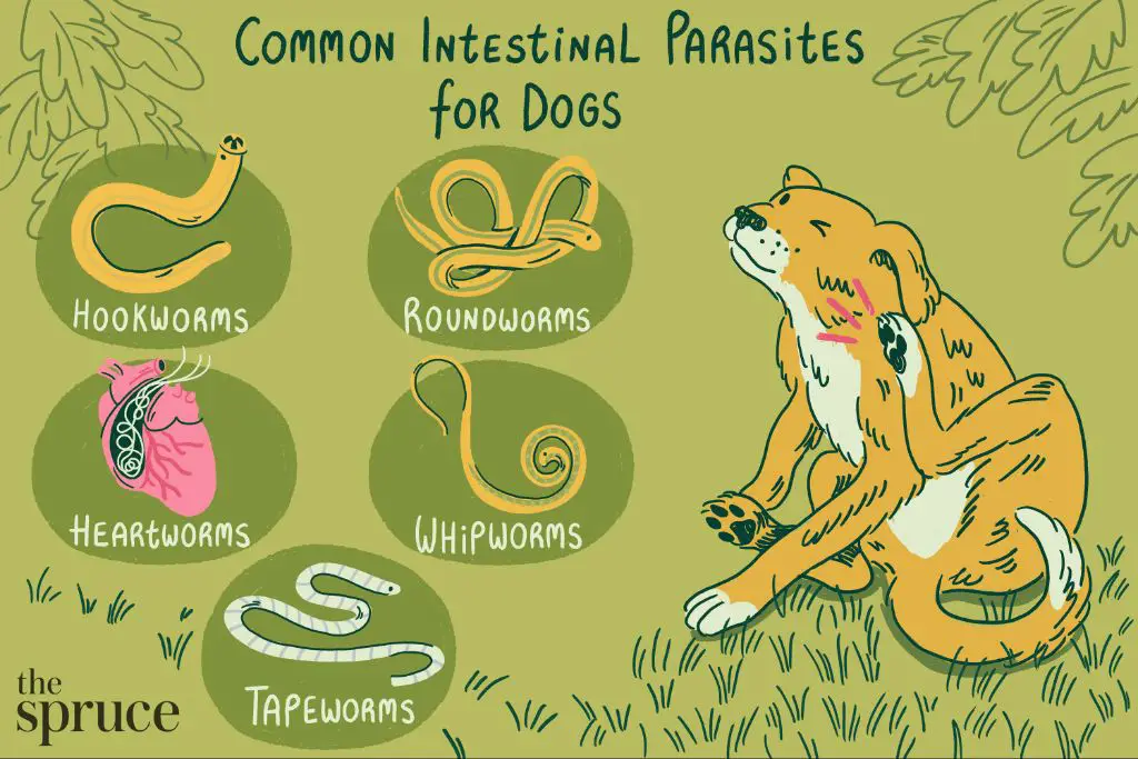 dog with internal parasites